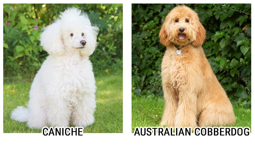 comparación Australian Cobberdog vs Labradoodle